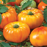 Slicing - Chefs Choice Orange Hybrid AAS winner - Tomato Seeds