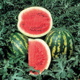 Watermelon Seeds - Picnic - CRIMSON SWEET