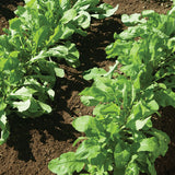 ARUGULA 'ASTRO'