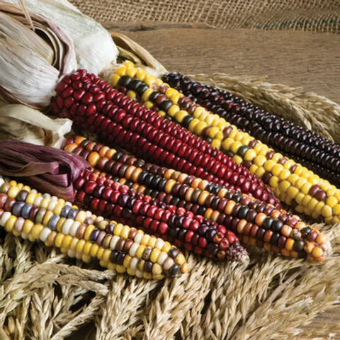 Painted Mountain Organic Corn Seed
