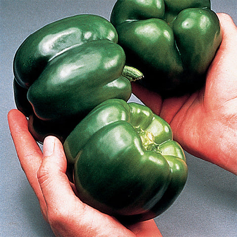 Sweet - California Wonder 300 TMR - pepper seeds