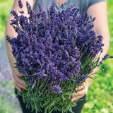 Ellagance Purple Lavender Seed