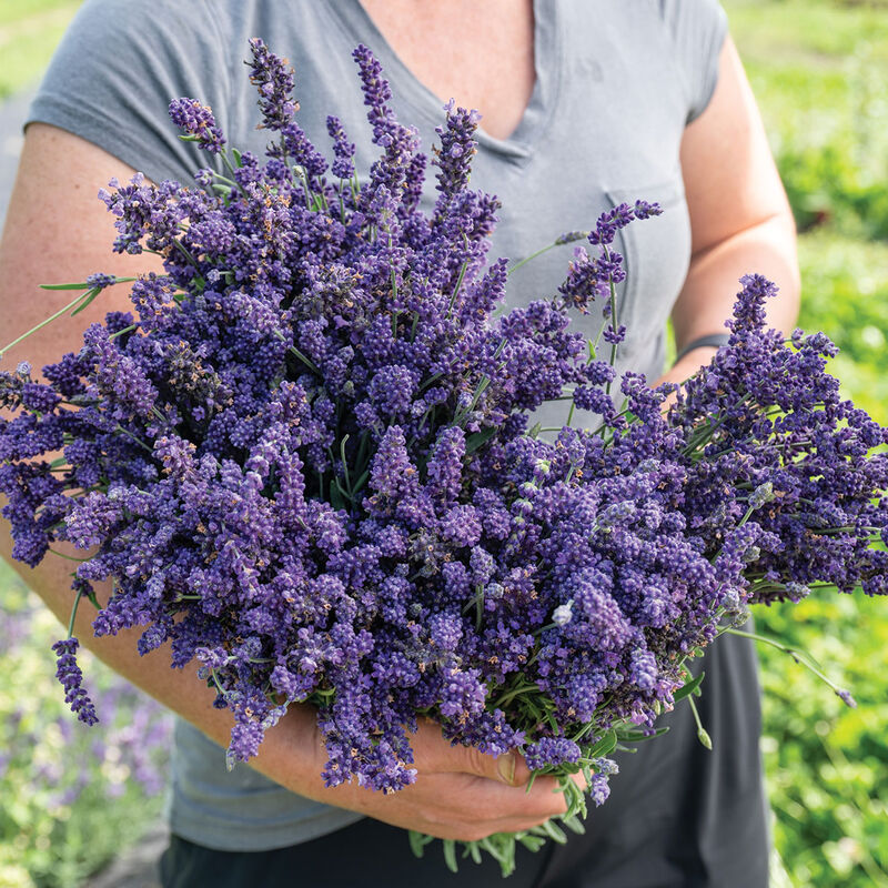 Ellagance Purple Lavender Seed