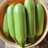 Squash Seeds -SUHA F1 Zucchini