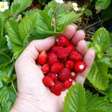 Alexandria Strawberry Seed