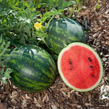 Watermelon Seeds - Mini - Mini love AAS winner
