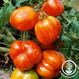 Salad - Stuffer Striped - Tomato Seeds