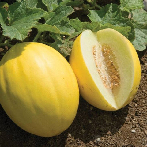 Melon Seeds - Canary Yellow