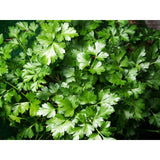 Parsley Seeds - Dark Green Italian Flat-leaf