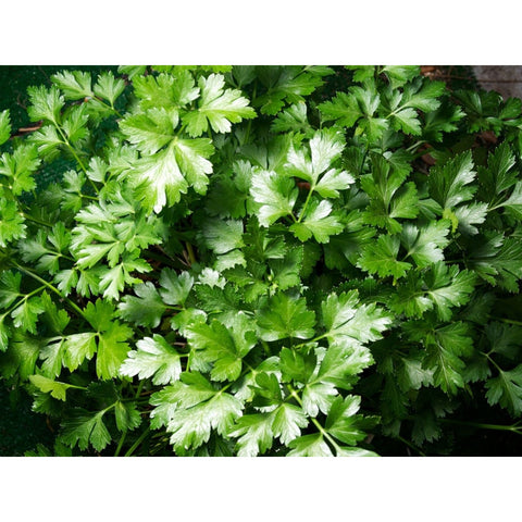 Parsley Seeds - Dark Green Italian Flat-leaf