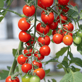 Organic cherry - Large Red Cherry - Tomato Seeds