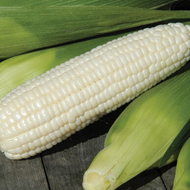 Xtra-Tender 3473 (F1) Corn super sweet