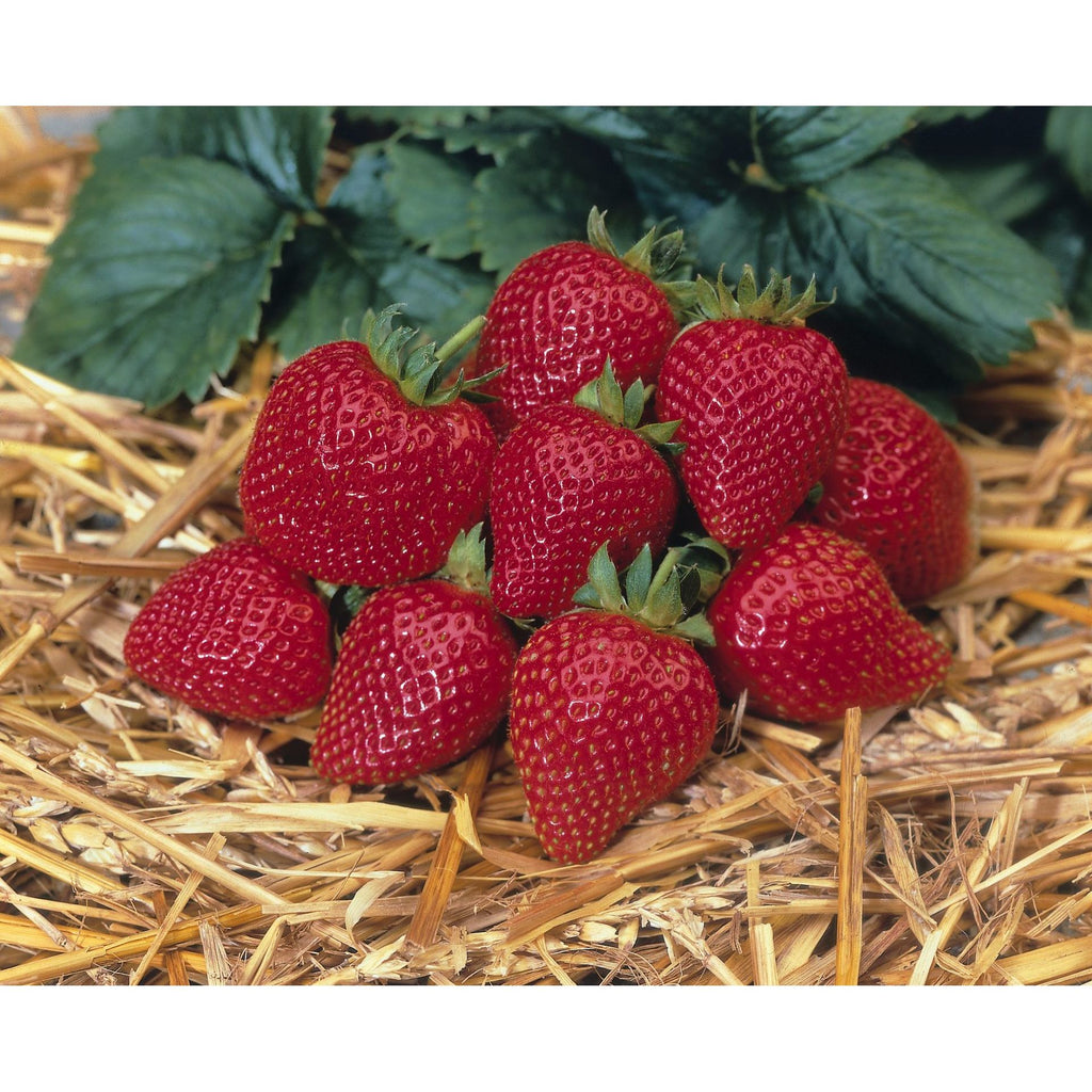 Strawberry - Fragaria F1-Elan