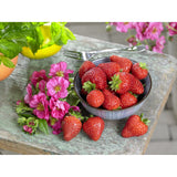 Strawberry - Fragaria F1 Summer Breeze Rose