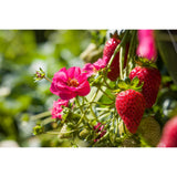 Strawberry - Fragaria F1 Summer Breeze Rose