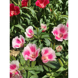 Grace Mix Godetia Seed