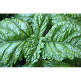 Basil Seeds - Lettuce Leaf
