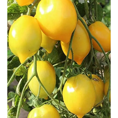 طماطم سيترينا الروسية