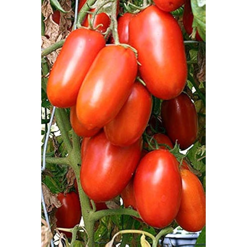 Paste - La Roma III Hybrid - Tomato Seeds