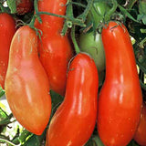 طماطم النقانق