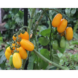 Taiko Czech Tomatoes