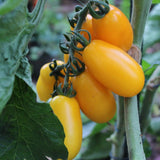 Taiko Czech Tomatoes