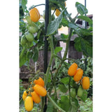 Taiko Czech Tomatoes