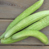 Armenian Light Green The Duke