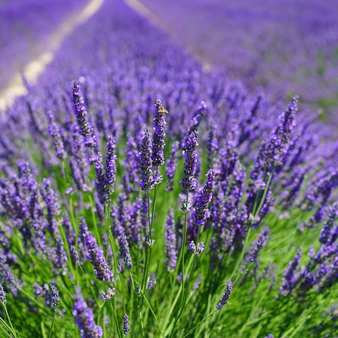 Lavender Seeds - Common English (aka Vera)