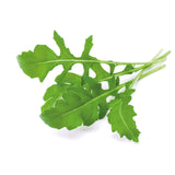 Fast growing Arugula