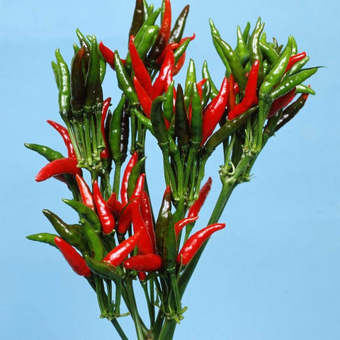 Hot - Japanese - Yatsufusa - pepper seeds