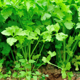 Celery Seeds - Nan Ling Cutting