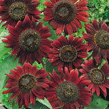 Sunflower Seeds - Velvet Queen