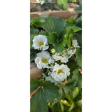Strawberry- Fragaria F1 Summer Breeze Snow