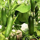 Cucumber Seeds - Wafeer - Hybrid