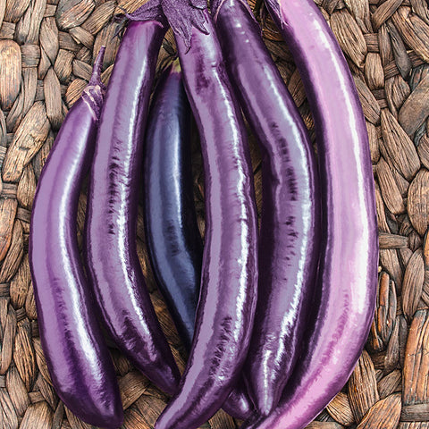 Eggplant Seeds - Long Ping Tung