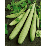 Armenian Light Green The Duke