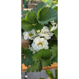 Strawberry- Fragaria F1 Summer Breeze Snow