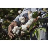 Cotton