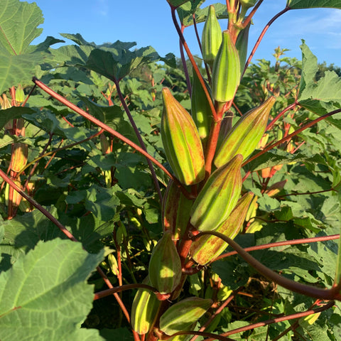 Okra Seeds - Hill Country Red