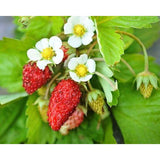 Alexandria Strawberry Seed