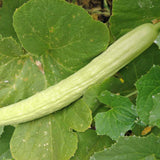 Armenian Light Green The Duke
