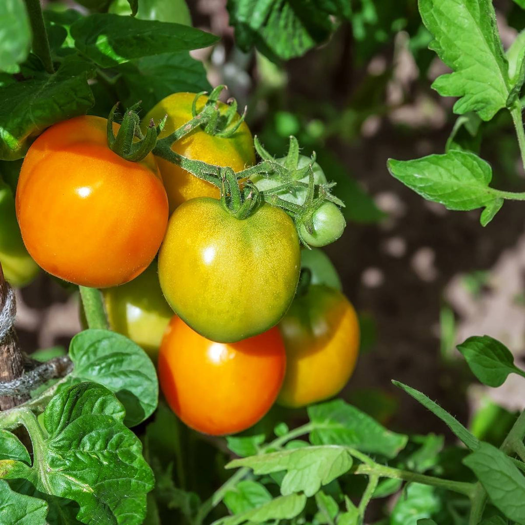 Salad - Jubilee -AAS winner Tomato Seeds