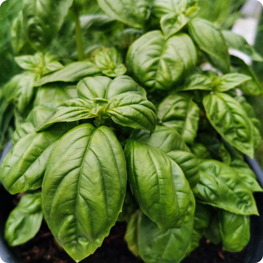 Basil Seeds - Italian Large Leaf