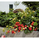 Strawberry - Fragaria F1-Beltran
