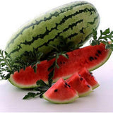 Watermelon 'Bush Jubilee' Seeds