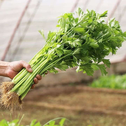 Chinese Celery Seeds - Kintsai Dark Green
