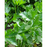 Chinese Celery Seeds - Kintsai Dark Green