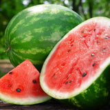 Watermelon Seeds - Picnic - CRIMSON SWEET