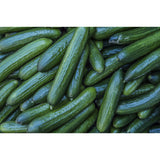 Cucumber Seeds - Diva Hybrid AAS winner